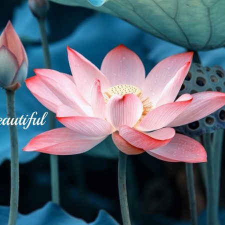 Traditional Sri Lankan Wedding Invitations